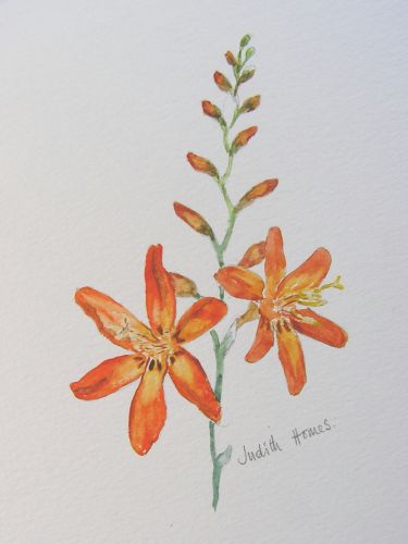 Montbretia