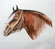 A Clydesdale