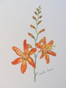 Montbretia