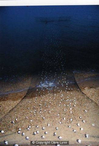 Catch of the Light