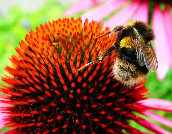 Busy Bee