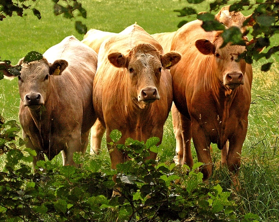 Curious Cows (Colour)