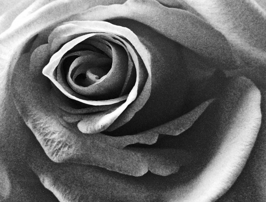 Rose (Black and White)