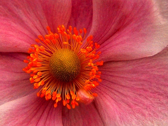 Clematis