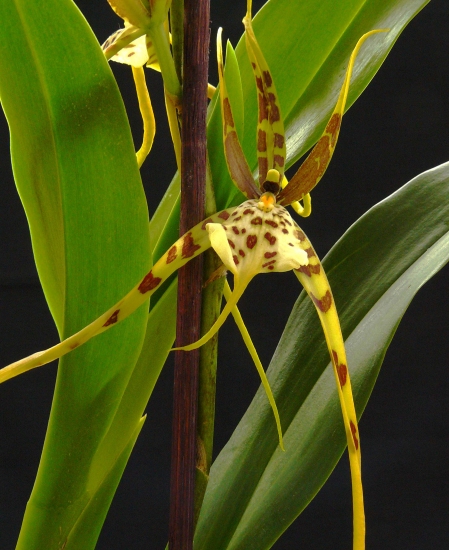 Orchid