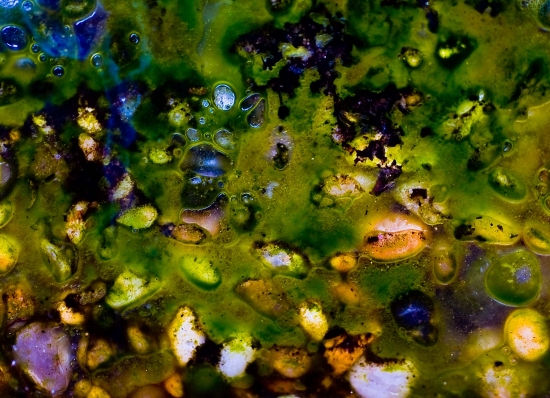 Algae