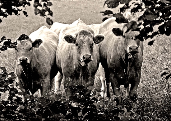 Curious Cows (Black and White)