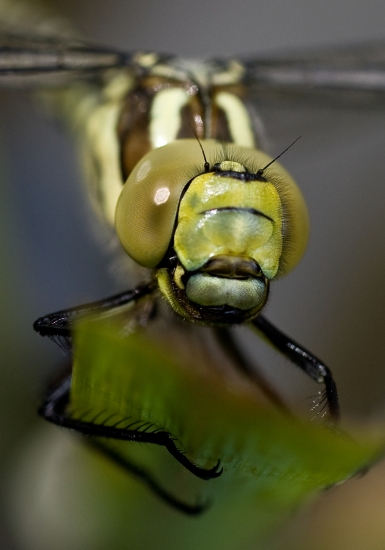 Dragonfly head