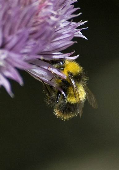 Bumble bee 1