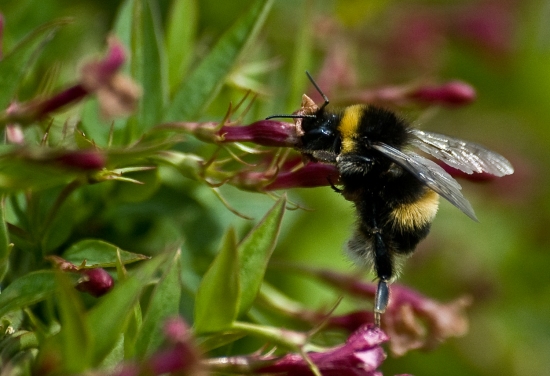 Bumble bee 3