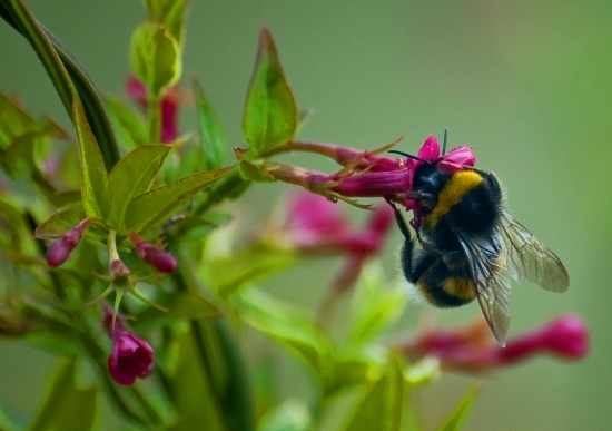 Bumble bee 4