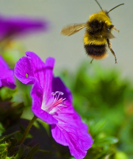 Bumble bee taking off