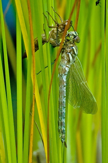 Dragonfly hatching