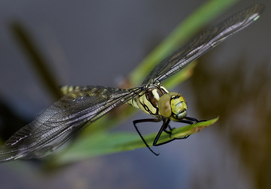 Dragonfly 3
