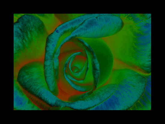 Psychedelic Rose