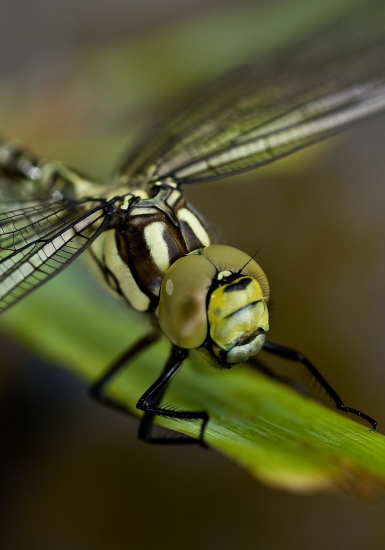 Dragonfly 2