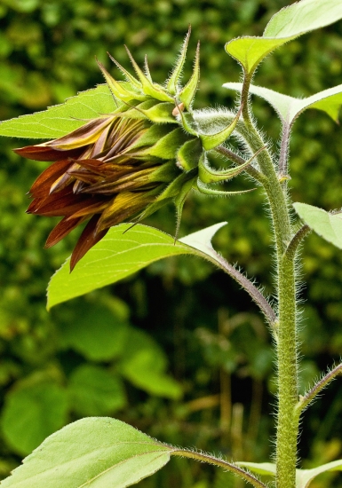 Sunflower bud