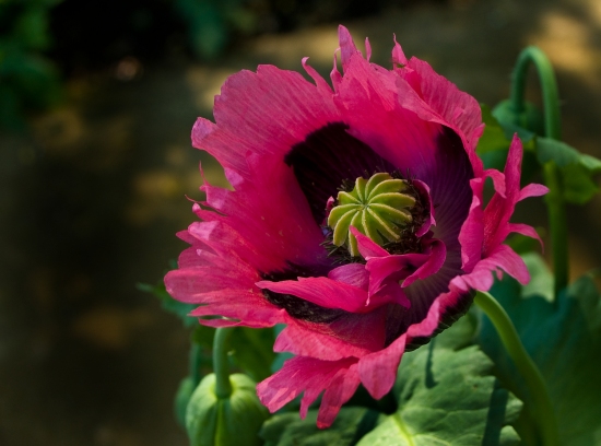 Poppy