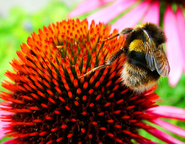 Busy Bee
