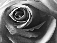 Rose (Black and White)