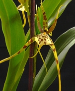 Orchid