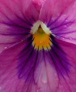 Viola