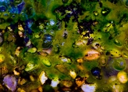 Algae