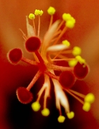 Stamen