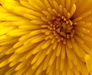 Dahlia