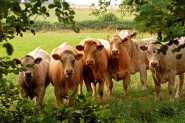 More Curious Cows
