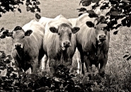 Curious Cows (Black and White)