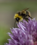 Bumble bee 2
