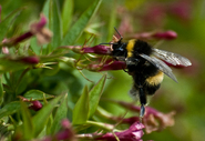 Bumble bee 3