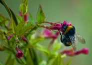 Bumble bee 4