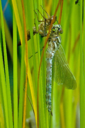Dragonfly hatching