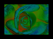 Psychedelic Rose