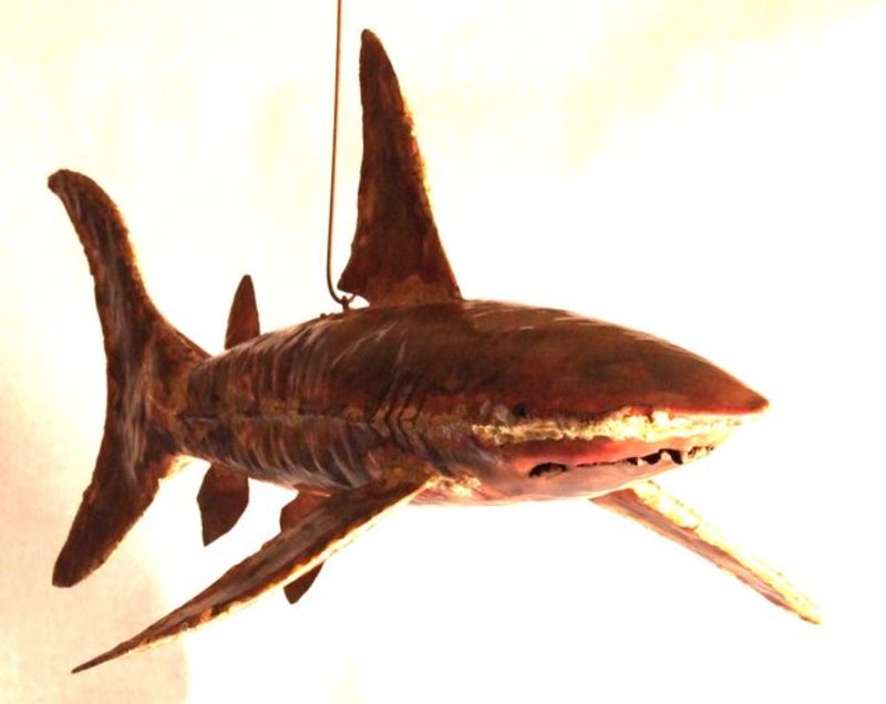 Shark