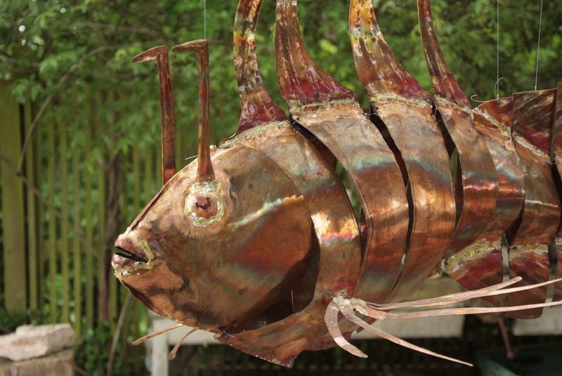 scorpion fish