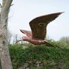 giant curlew