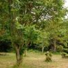 Gypsy caravan holiday