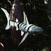 shark mobile - finished piece