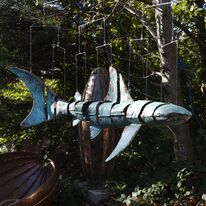shark