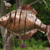 fish 1