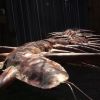 polychaete