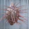 urchin