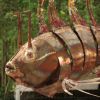 scorpion fish