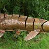 sturgeon