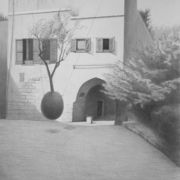 Jaffa orange tree