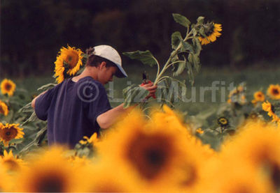 Cutting sunflowers
