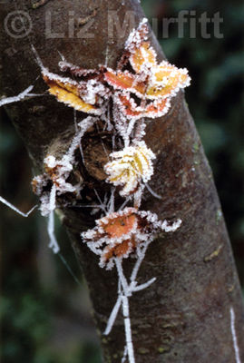 Frost Covered Leaves